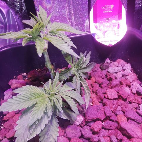 Varietà sconosciuta growlog timeline photo