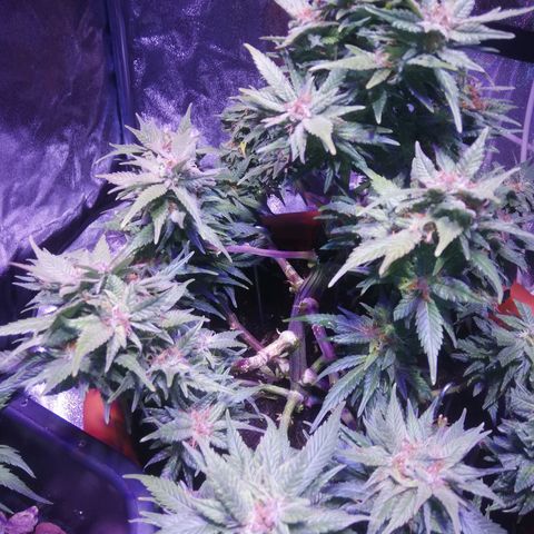 Varietà sconosciuta growlog timeline photo