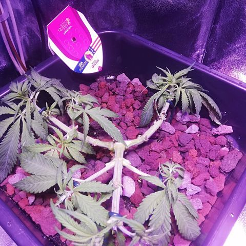 Varietà sconosciuta growlog timeline photo