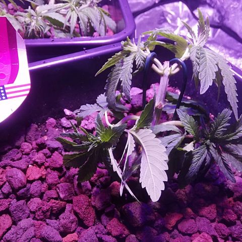 Varietà sconosciuta growlog timeline photo