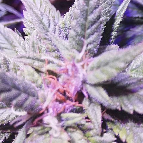 Varietà sconosciuta growlog timeline photo