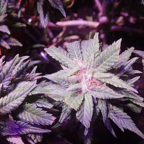 Varietà sconosciuta growlog photo: Come basse con filini bianchi