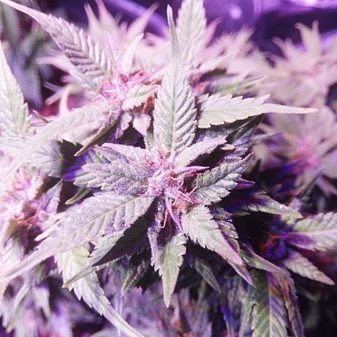 Varietà sconosciuta growlog photo: Come principale senza filini 