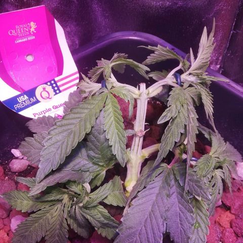 Varietà sconosciuta growlog timeline photo