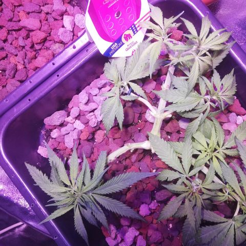 Varietà sconosciuta growlog timeline photo