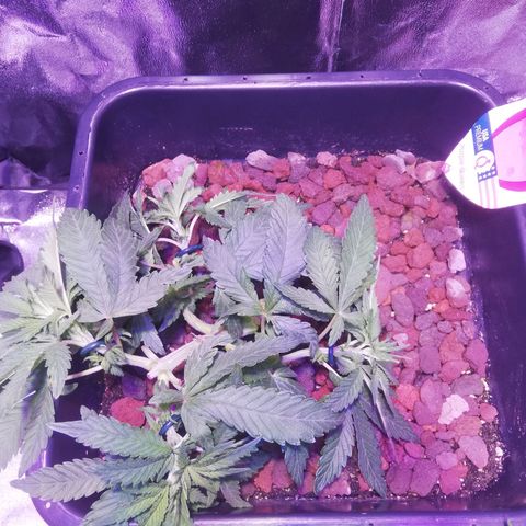 Varietà sconosciuta growlog timeline photo