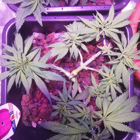 Varietà sconosciuta growlog timeline photo