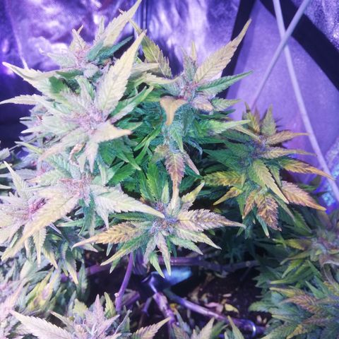 Varietà sconosciuta growlog timeline photo