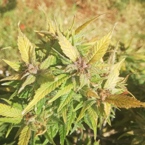Varietà sconosciuta growlog timeline photo
