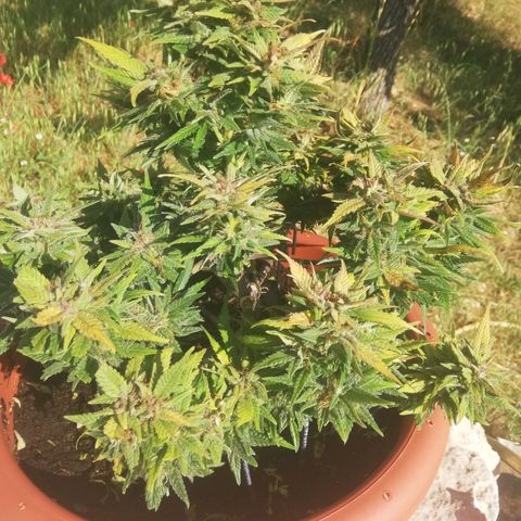 Varietà sconosciuta growlog timeline photo