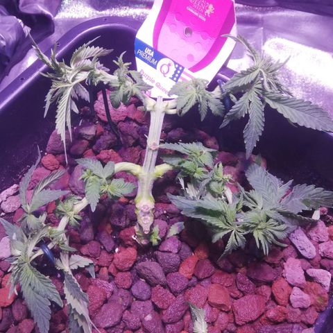 Varietà sconosciuta growlog timeline photo