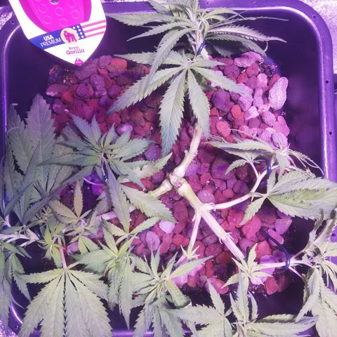 Varietà sconosciuta growlog timeline photo