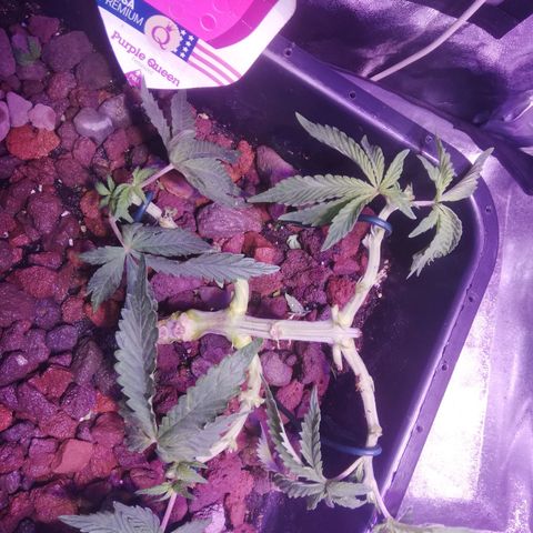 Varietà sconosciuta growlog timeline photo