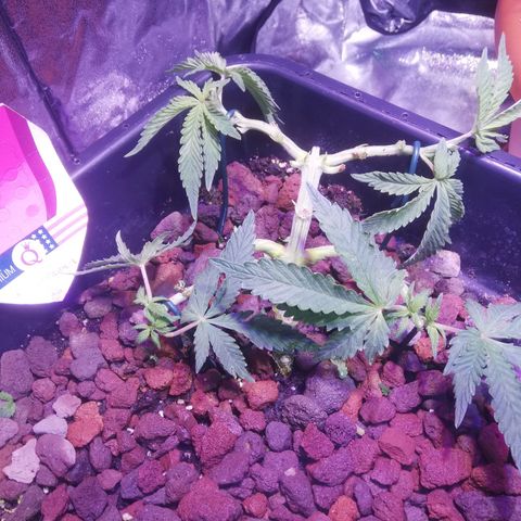 Varietà sconosciuta growlog timeline photo