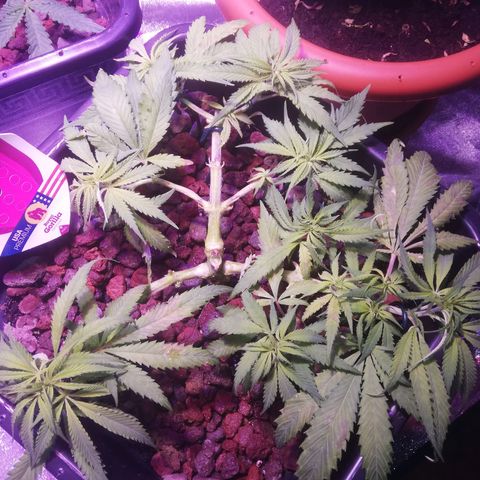 Varietà sconosciuta growlog timeline photo