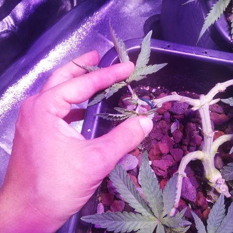 Varietà sconosciuta growlog timeline photo