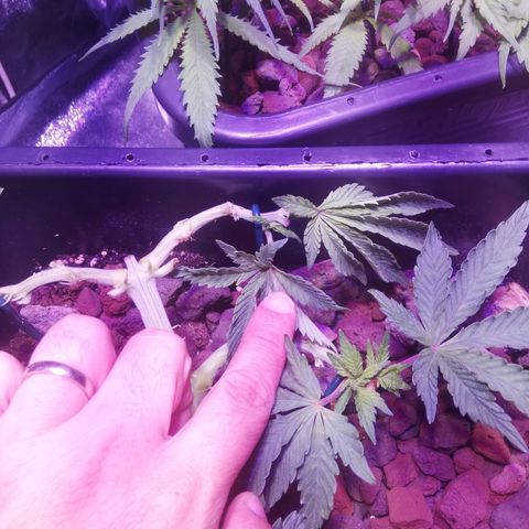 Varietà sconosciuta growlog timeline photo