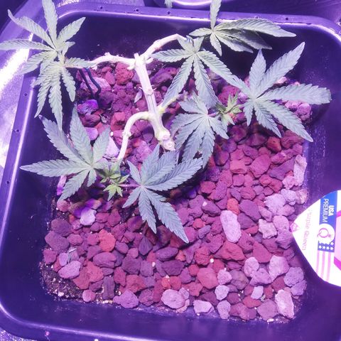 Varietà sconosciuta growlog timeline photo