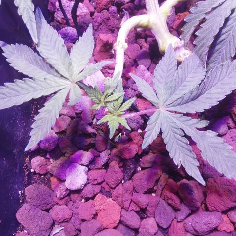 Varietà sconosciuta growlog timeline photo