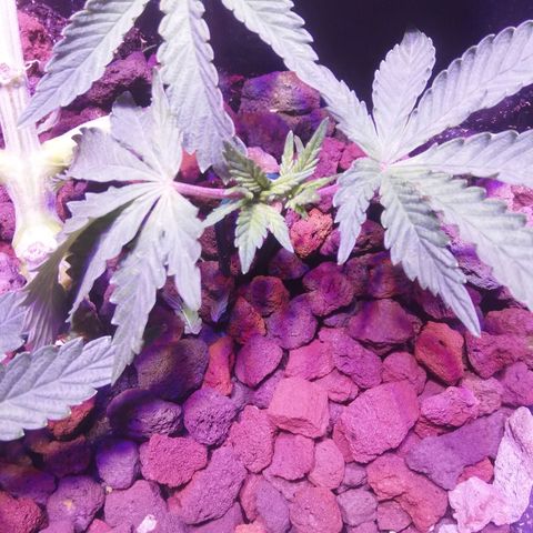 Varietà sconosciuta growlog timeline photo