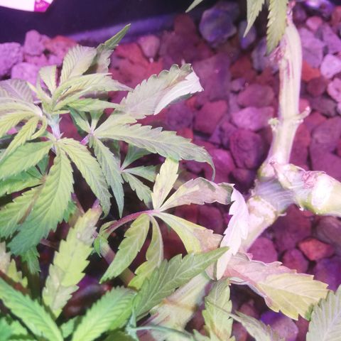 Varietà sconosciuta growlog timeline photo