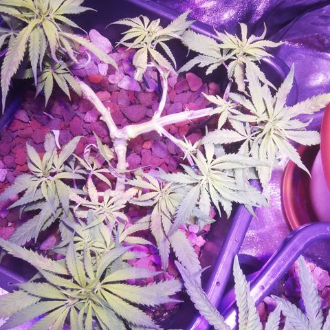 Varietà sconosciuta growlog timeline photo