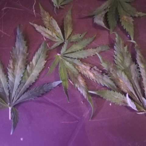 Varietà sconosciuta growlog timeline photo