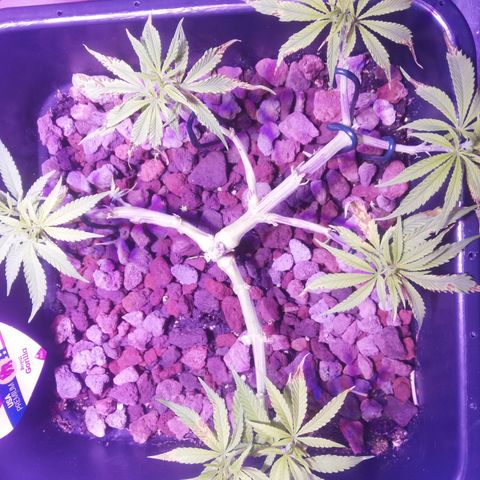 Varietà sconosciuta growlog timeline photo