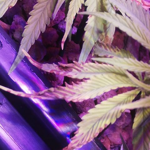 Varietà sconosciuta growlog timeline photo