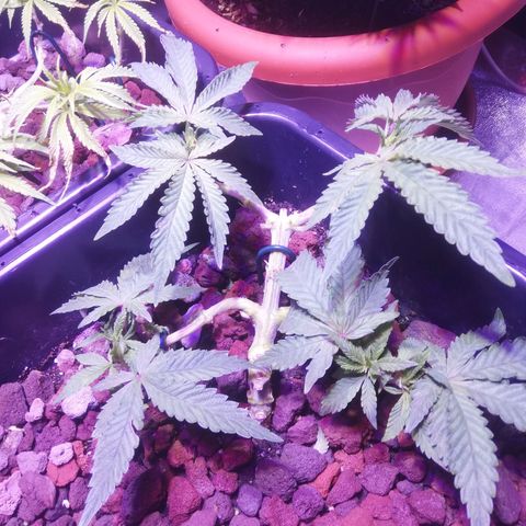 Varietà sconosciuta growlog timeline photo