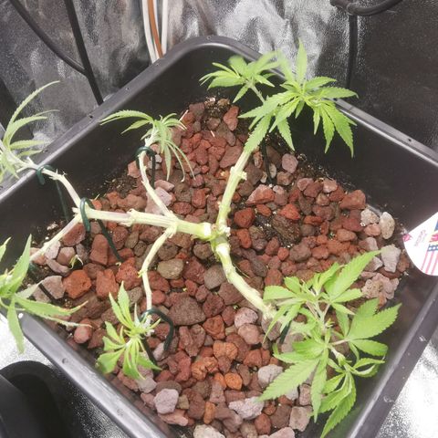 Varietà sconosciuta growlog timeline photo