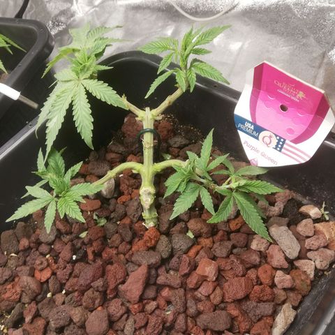 Varietà sconosciuta growlog timeline photo