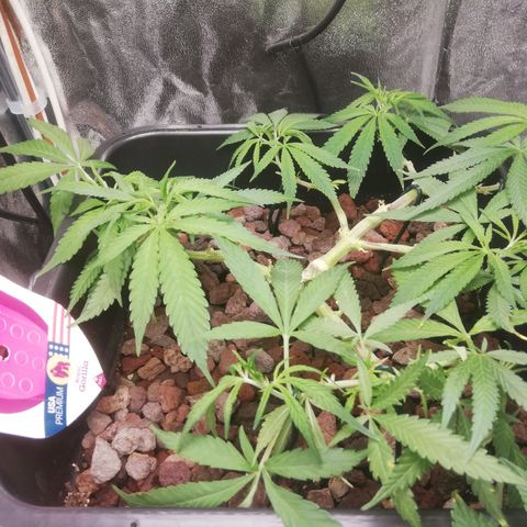 Varietà sconosciuta growlog timeline photo