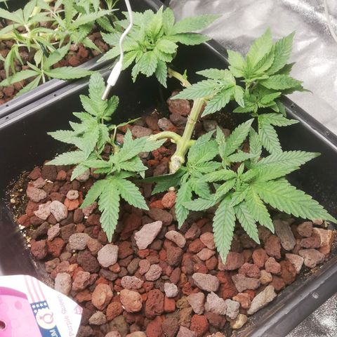Varietà sconosciuta growlog timeline photo