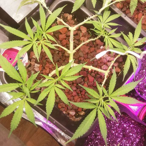 Varietà sconosciuta growlog timeline photo