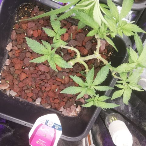 Varietà sconosciuta growlog timeline photo
