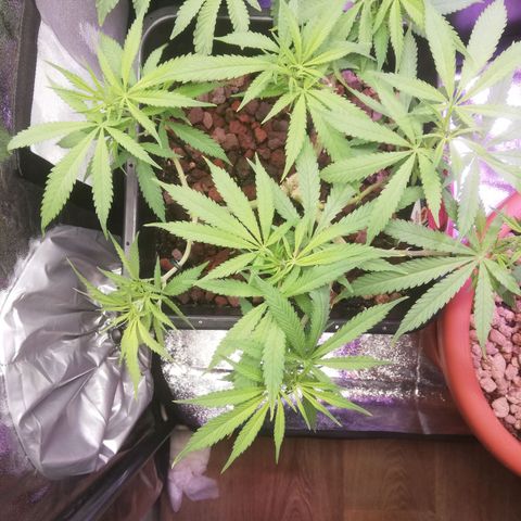 Varietà sconosciuta growlog timeline photo