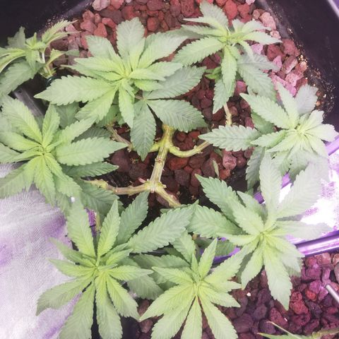 Varietà sconosciuta growlog timeline photo