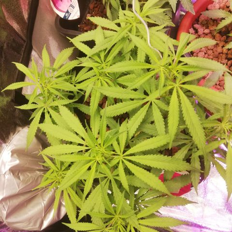 Varietà sconosciuta growlog timeline photo