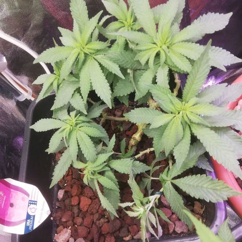 Varietà sconosciuta growlog timeline photo