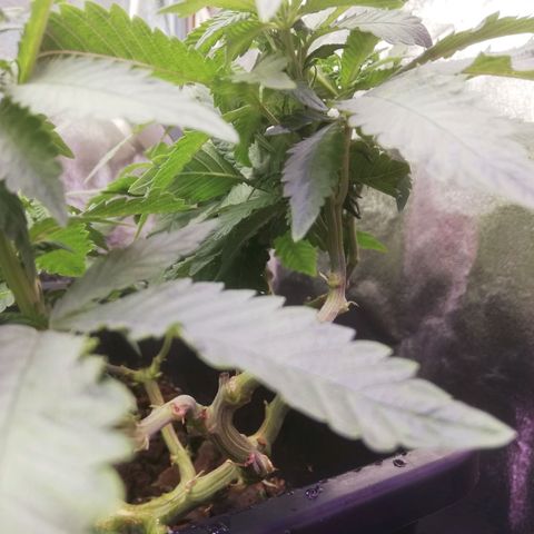 Varietà sconosciuta growlog timeline photo