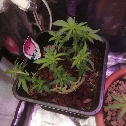 Varietà sconosciuta growlog timeline photo