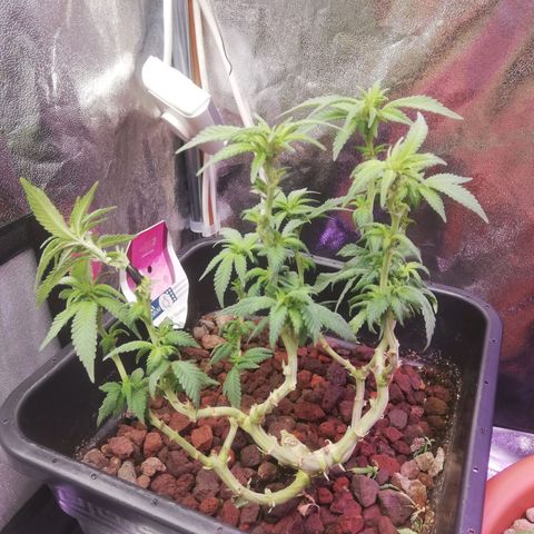 Varietà sconosciuta growlog timeline photo