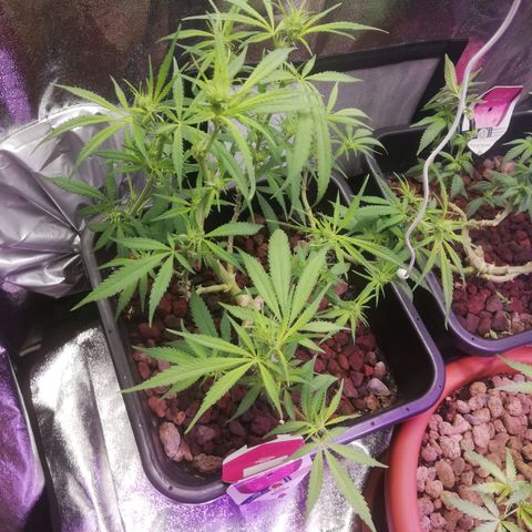 Varietà sconosciuta growlog timeline photo