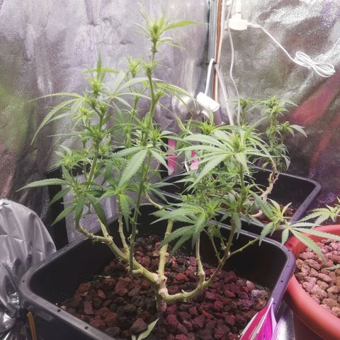 Varietà sconosciuta growlog timeline photo