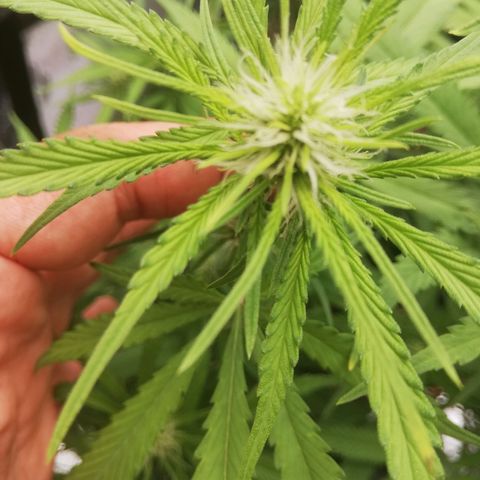 Varietà sconosciuta growlog timeline photo