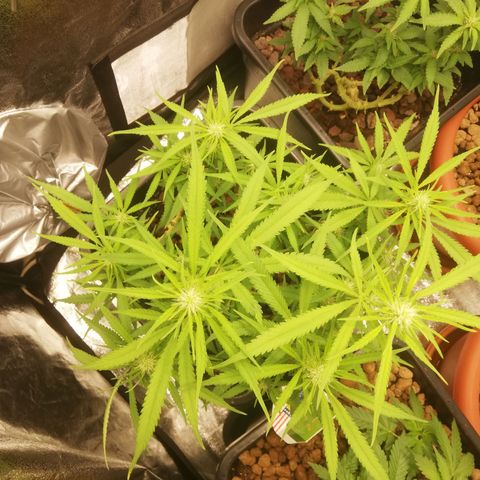 Varietà sconosciuta growlog timeline photo