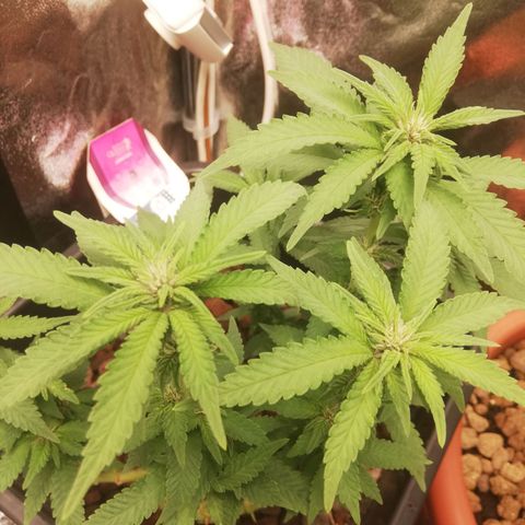 Varietà sconosciuta growlog timeline photo