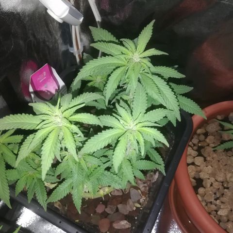 Varietà sconosciuta growlog timeline photo