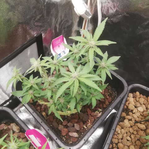 Varietà sconosciuta growlog timeline photo